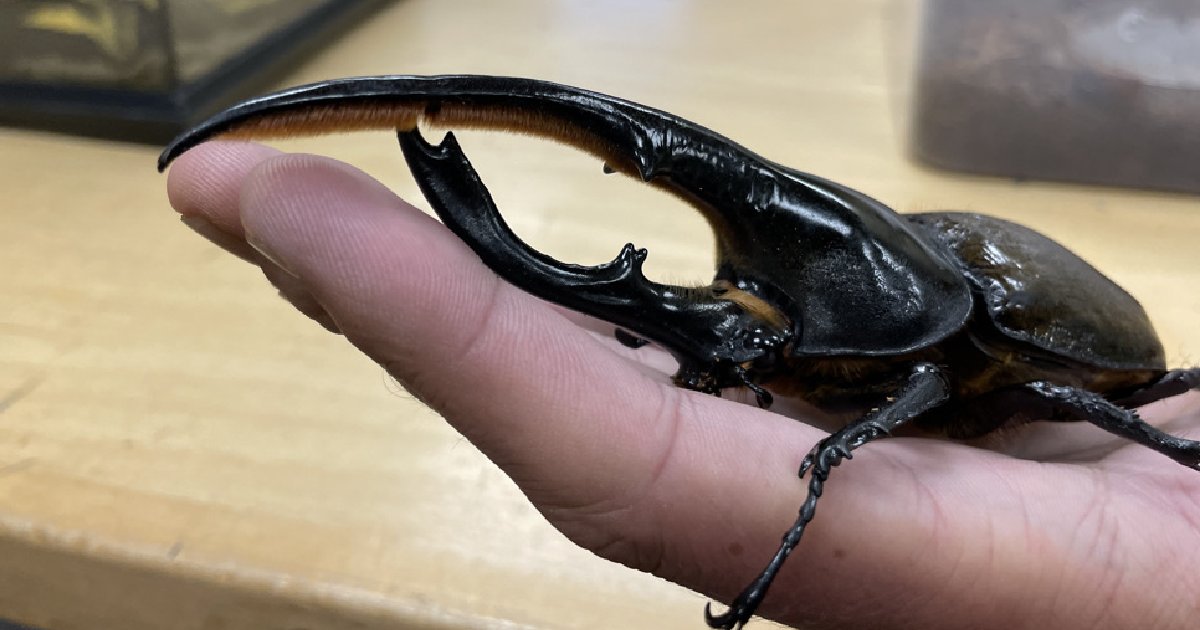 Hercules Beetle - Largest Beetle Species in the World