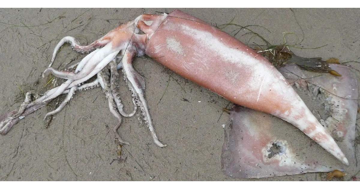 Humboldt Squid - largest squid species in the world
