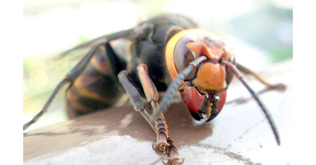 Japanese Wasp - Largest Wasp Species in the World