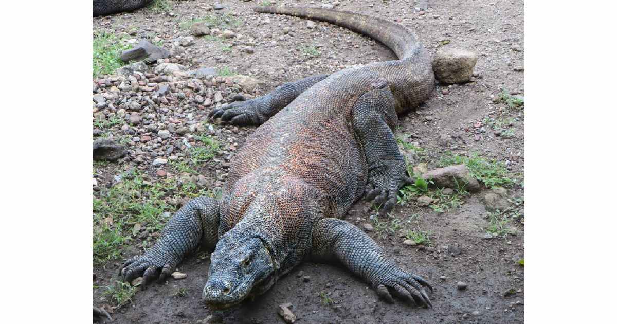 Komodo Dragon - Largest Lizards in the World