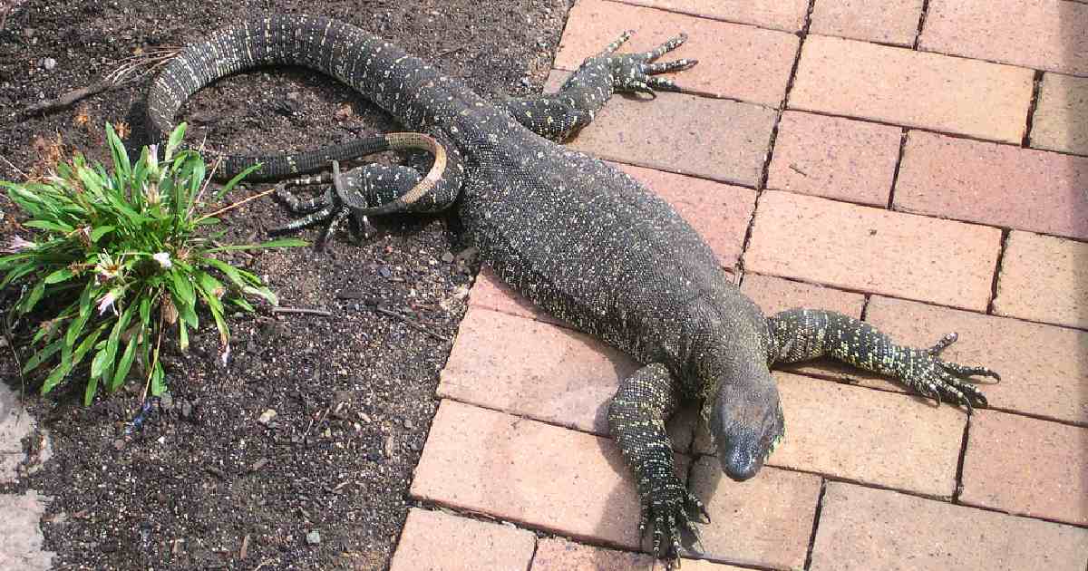 Lace Monitor - Largest Lizards in the World