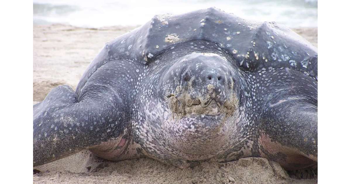 Leatherback Sea Turtle - largest sea turtles in the world