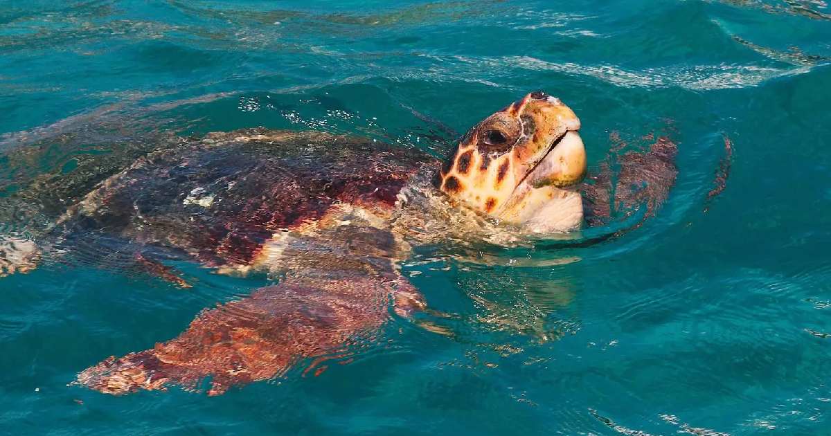 Loggerhead Sea Turtle - largest sea turtles in the world