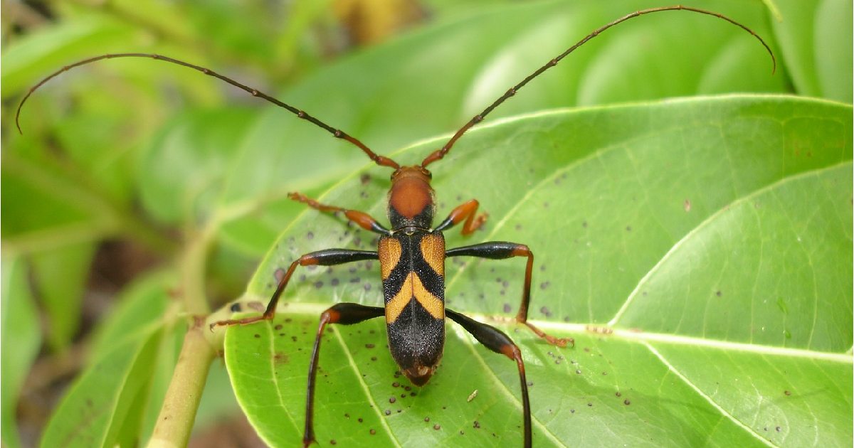 Long-Horned Beetle - Largest Beetle Species in the World