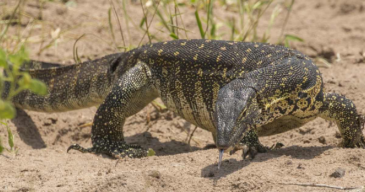 Nile Monitor - Largest Lizards in the World