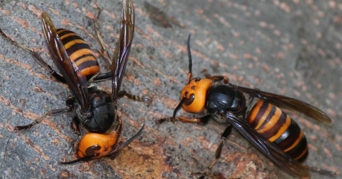 Northern Giant Hornet - Largest Wasp Species in the World