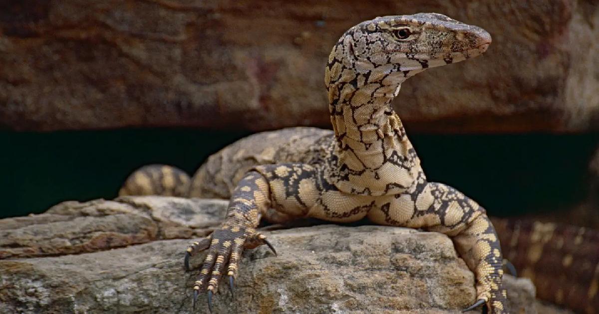 Perentie - Largest Lizards in the World