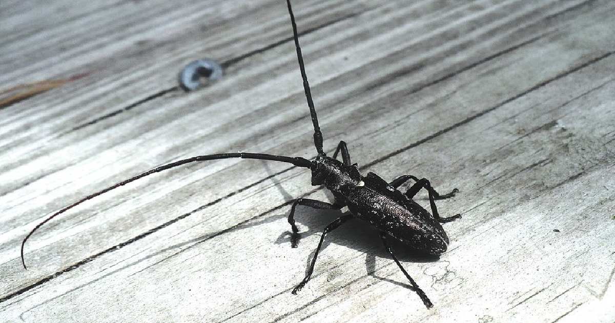 Pine Sawyer Beetle - Largest Beetle Species in the World