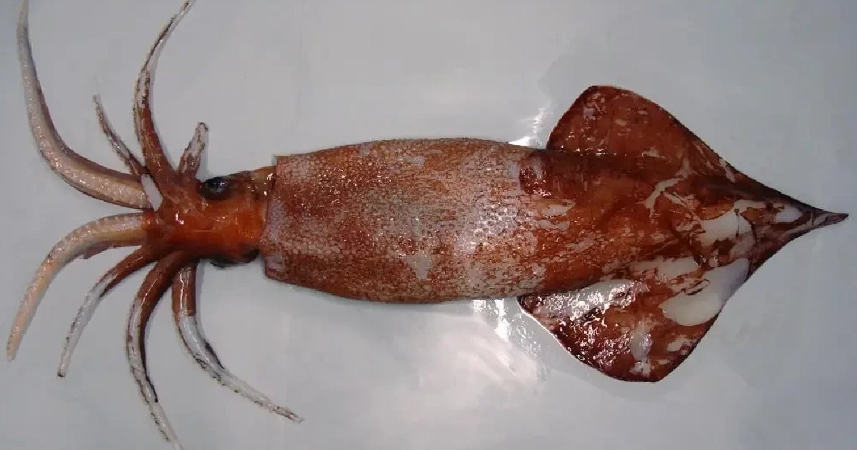 Robust Clubhook Squid - largest squid species in the world
