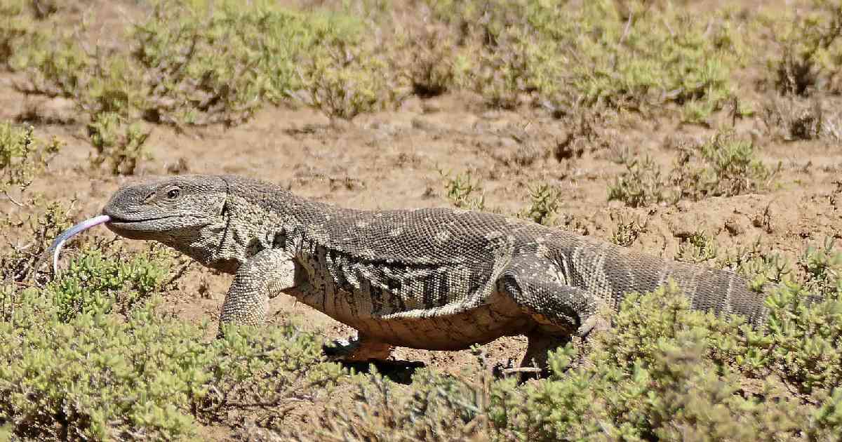 Rock Monitor - Largest Lizards in the World