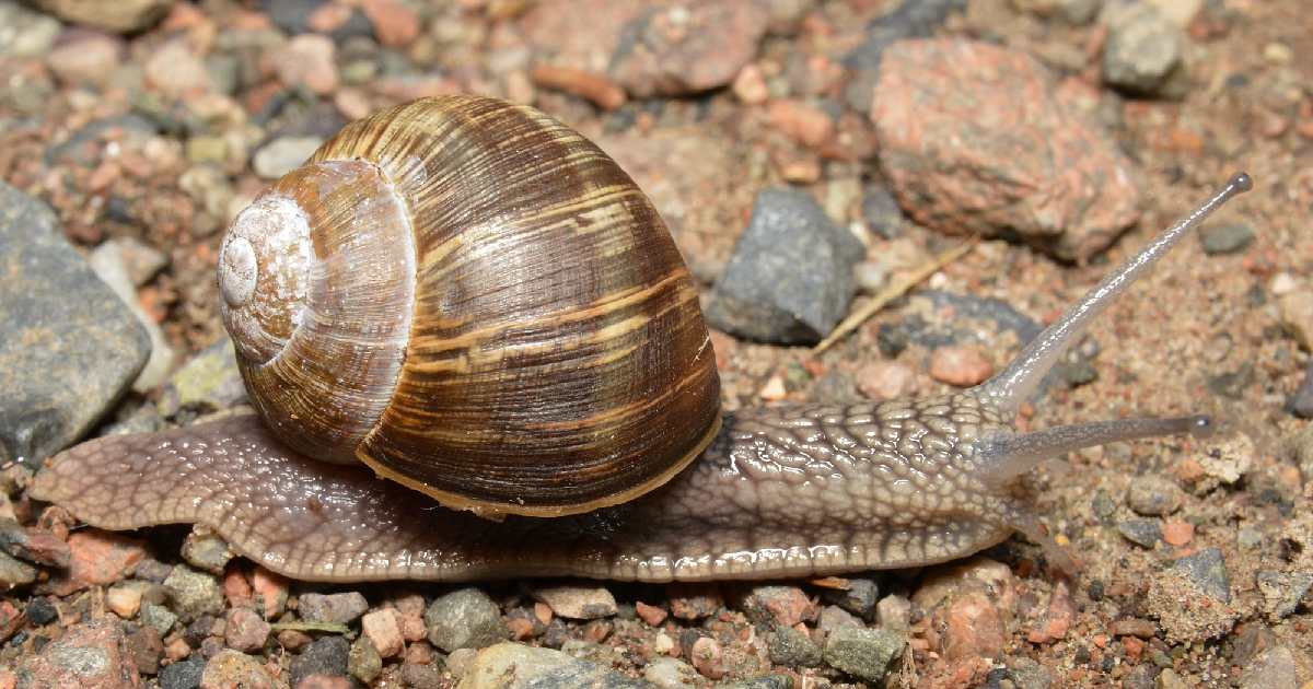 Roman Snail -largest snail species in the world