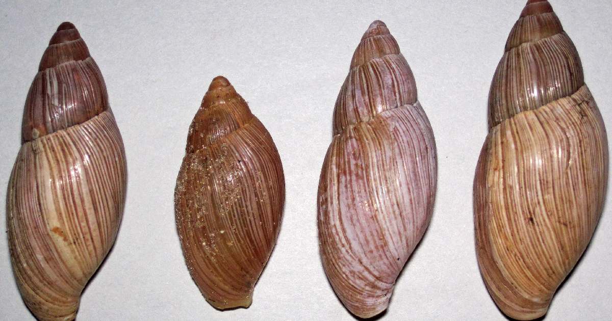 Rosy Wolf Snail -largest snail species in the world