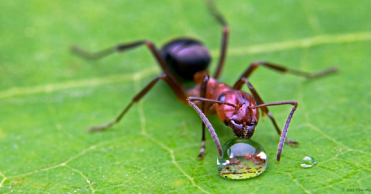 Slave-Maker Ant - Largest Ants in the World