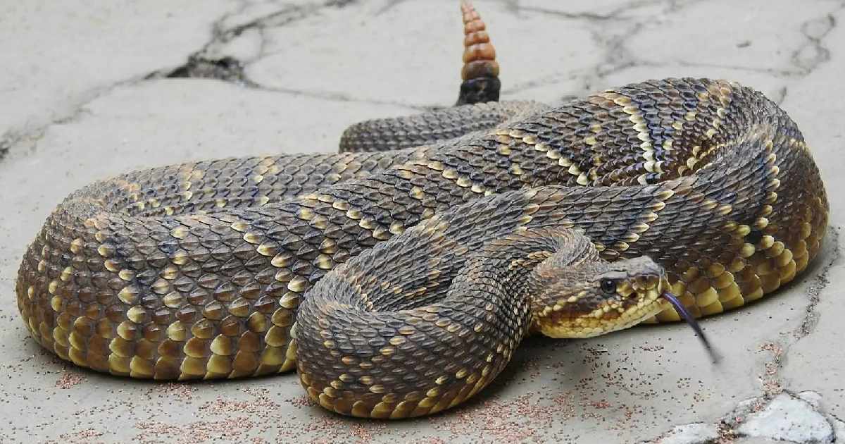 South American Rattlesnake