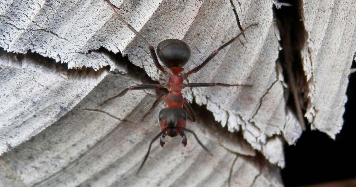 Southern Wood Ant - Largest Ants in the World