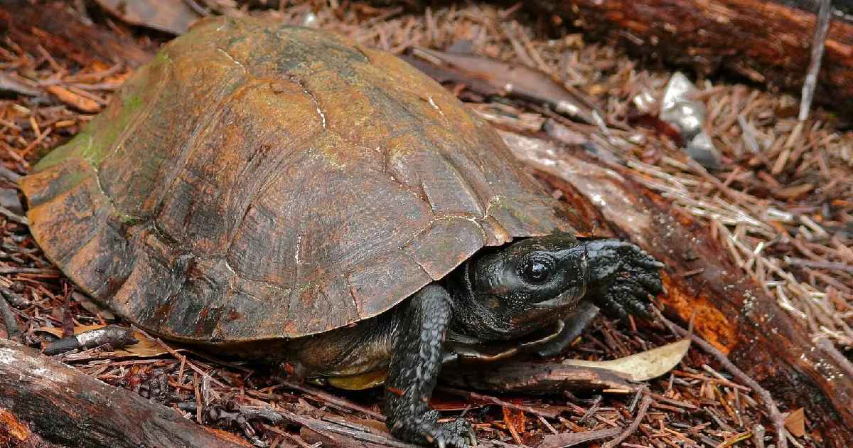 Spiny Turtle - largest sea turtles in the world
