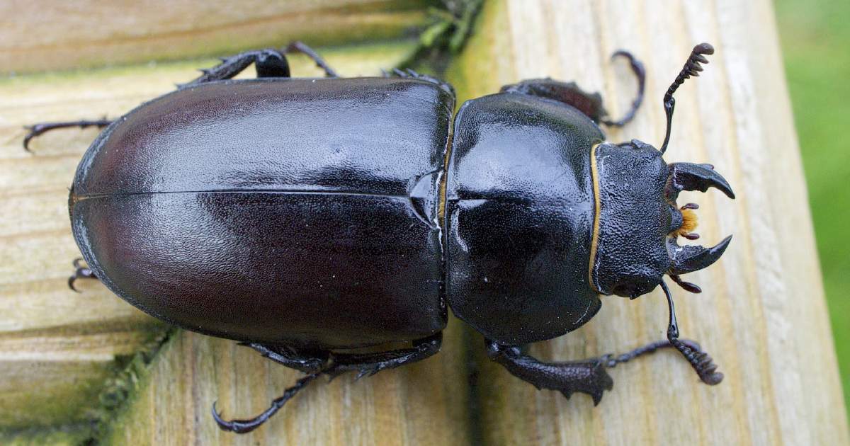 Top 10 Largest Beetle Species in the World : Gigantic Titan Beetle