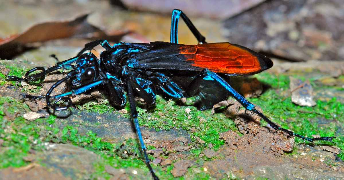 Tarantula Hawk - Largest Wasp Species in the World