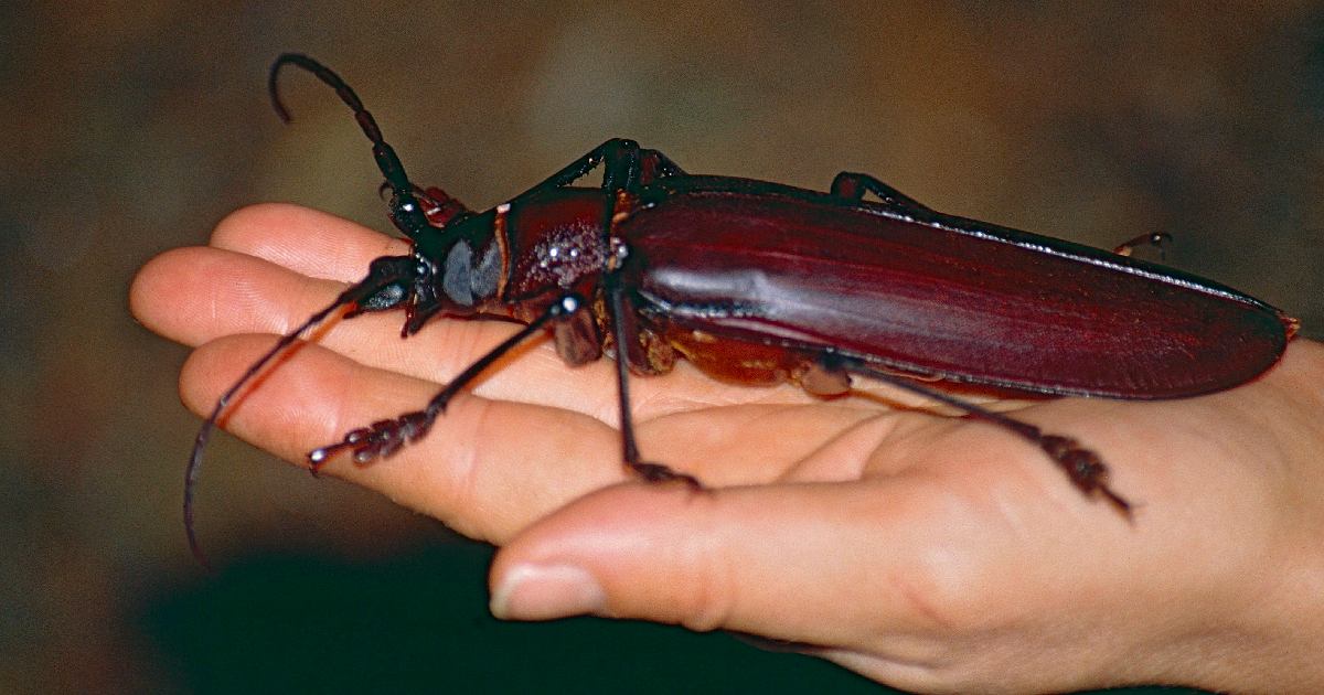 Titan Beetle - Largest Beetle Species in the World