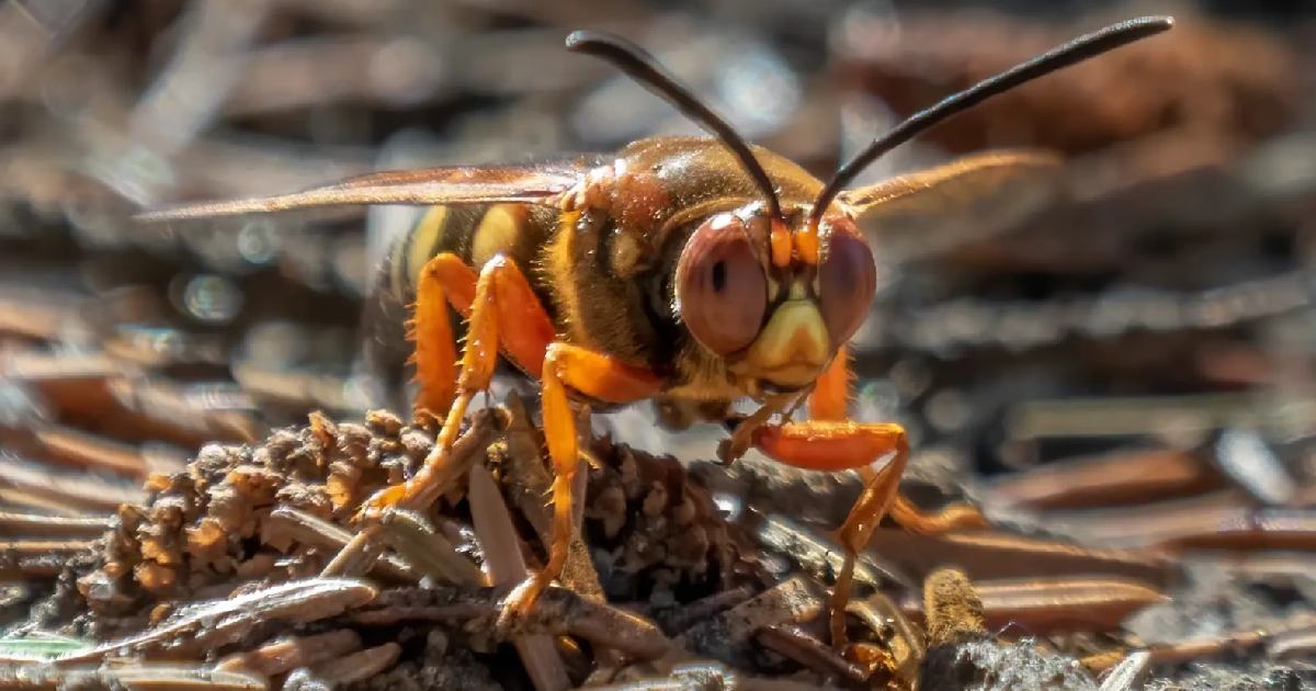 Western Cicada Killer - Largest Wasp Species in the World