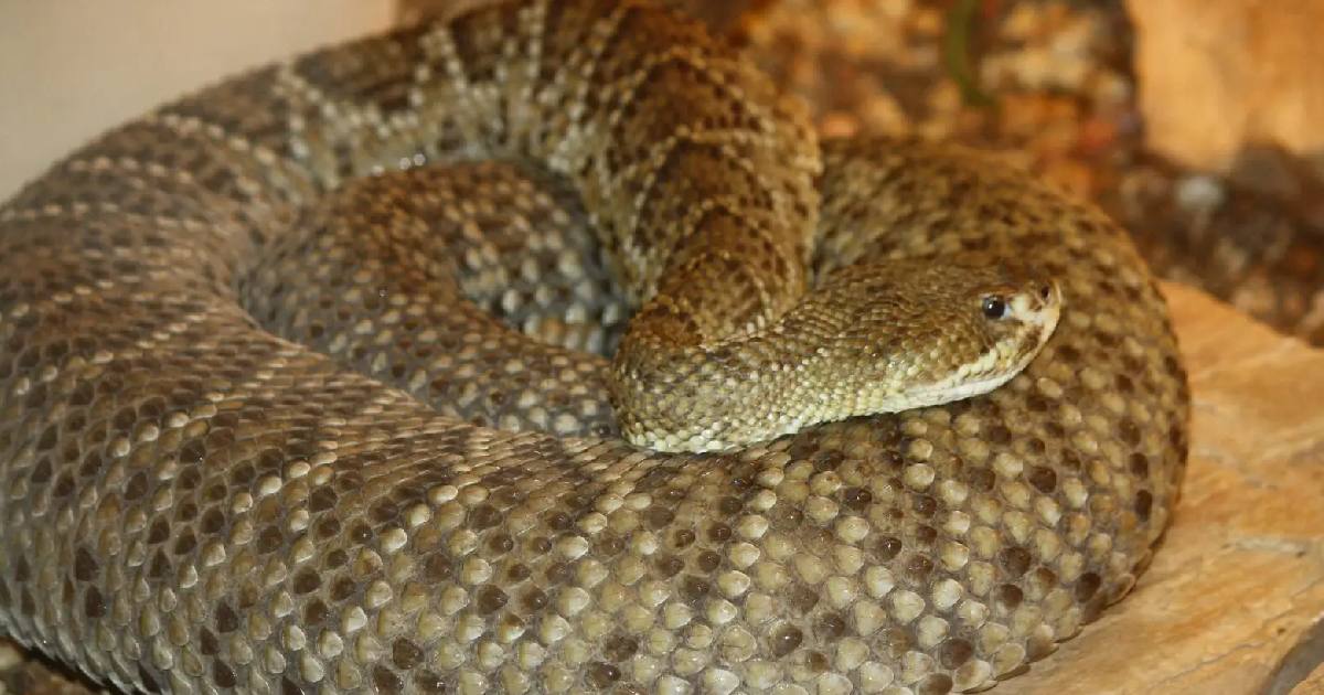 Mexican West Coast Rattlesnake