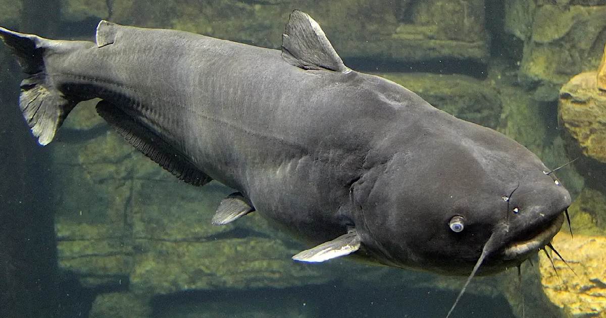 Top 10 Largest Catfish Species in the World : Giants of Freshwater