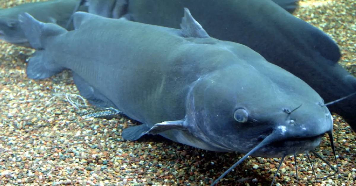 Channel Catfish - largest catfish species