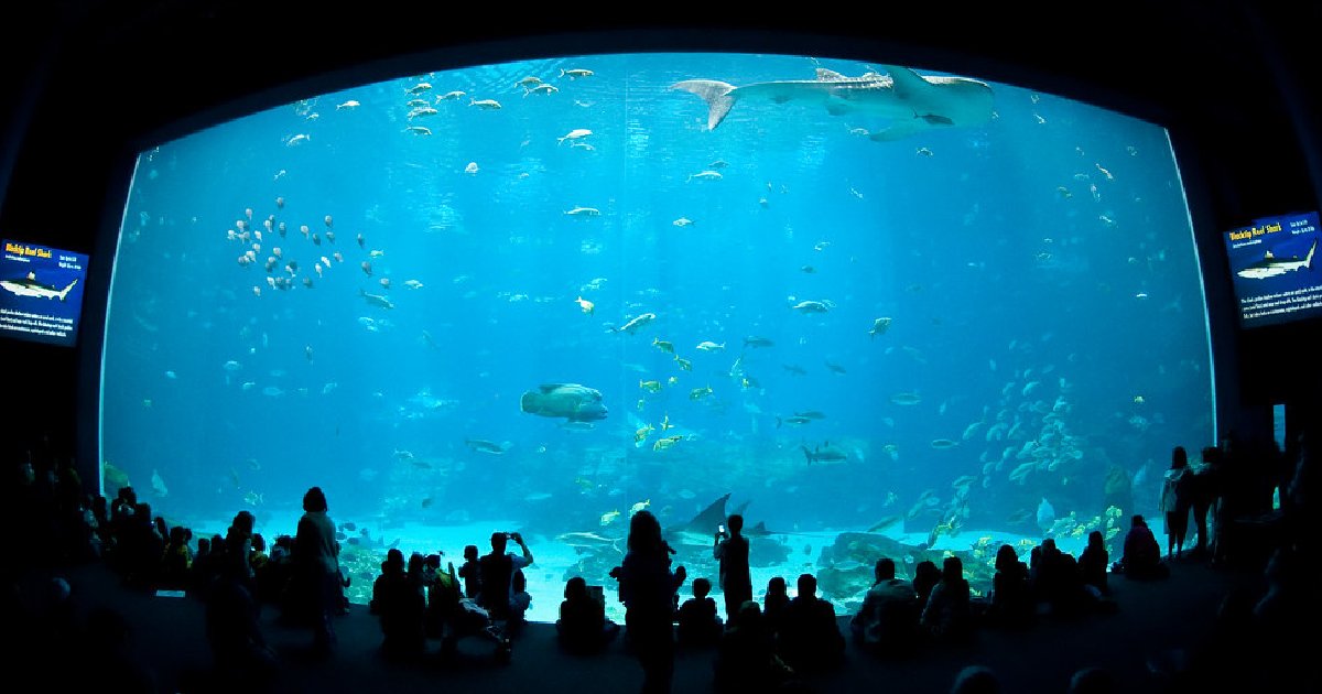 Georgia Aquarium - largest aquariums in the world