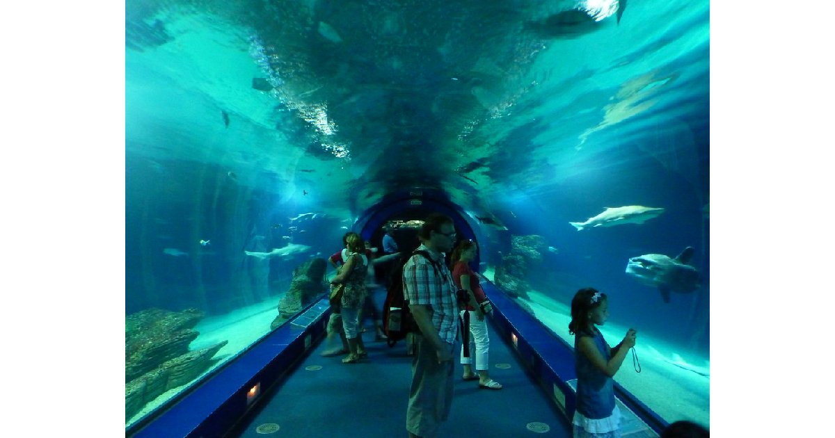 L’Oceanogràfic - largest aquariums in the world