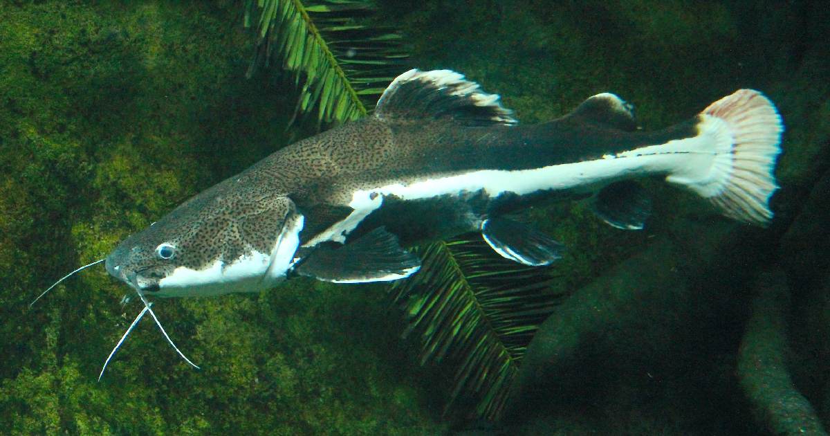 Top 10 Largest Catfish Species in the World : Giants of Freshwater