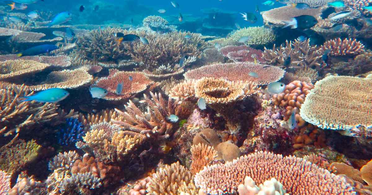 Maldives Coral Reef - largest coral reefs in the world