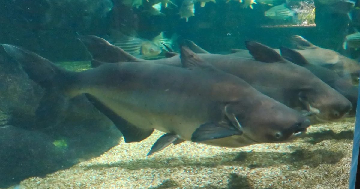 Mekong Giant Catfish - largest catfish species