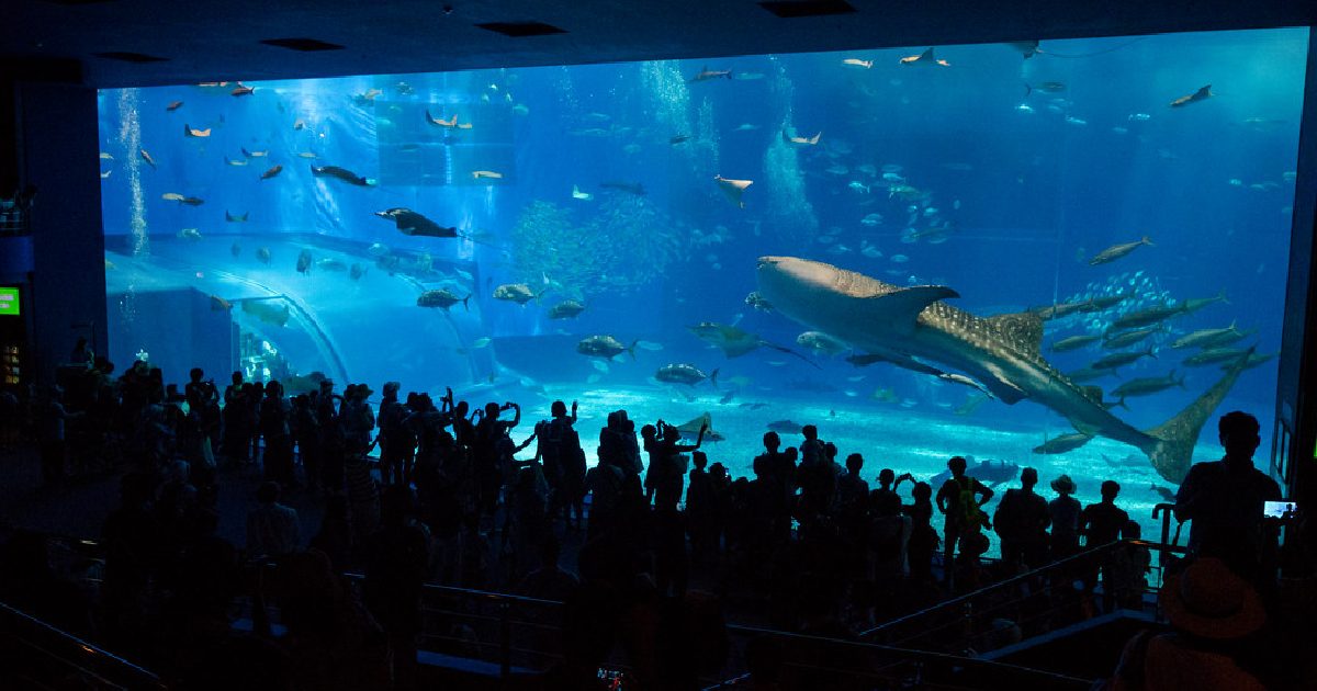 Okinawa Churaumi Aquarium - largest aquariums in the world