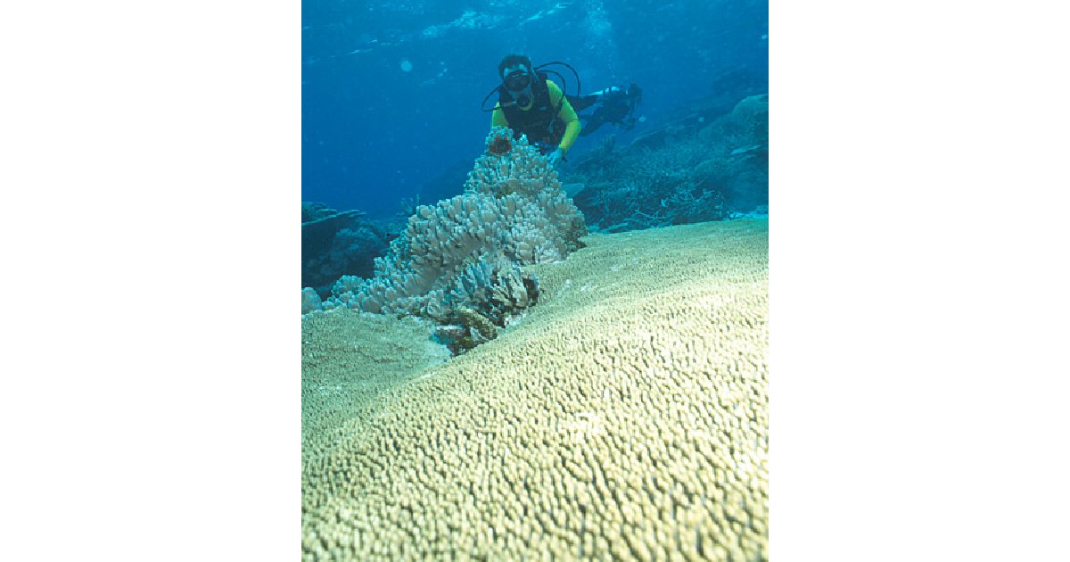 Palau, Micronesia - largest coral reefs in the world