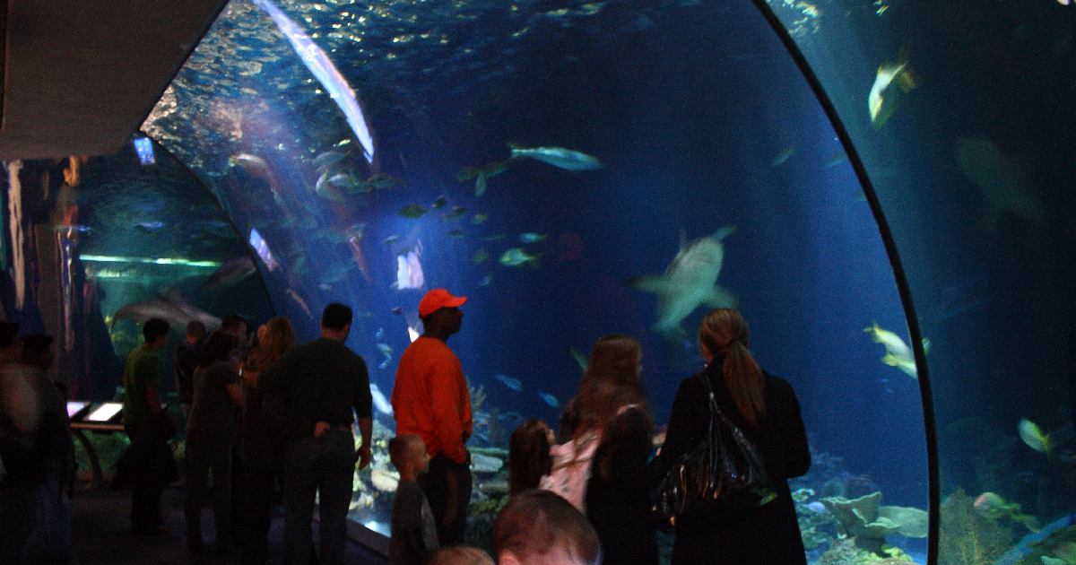 Shedd Aquarium - largest aquariums in the world