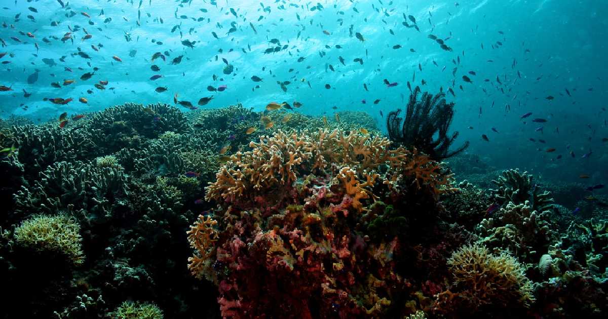 Tubbataha Reef - largest coral reefs in the world