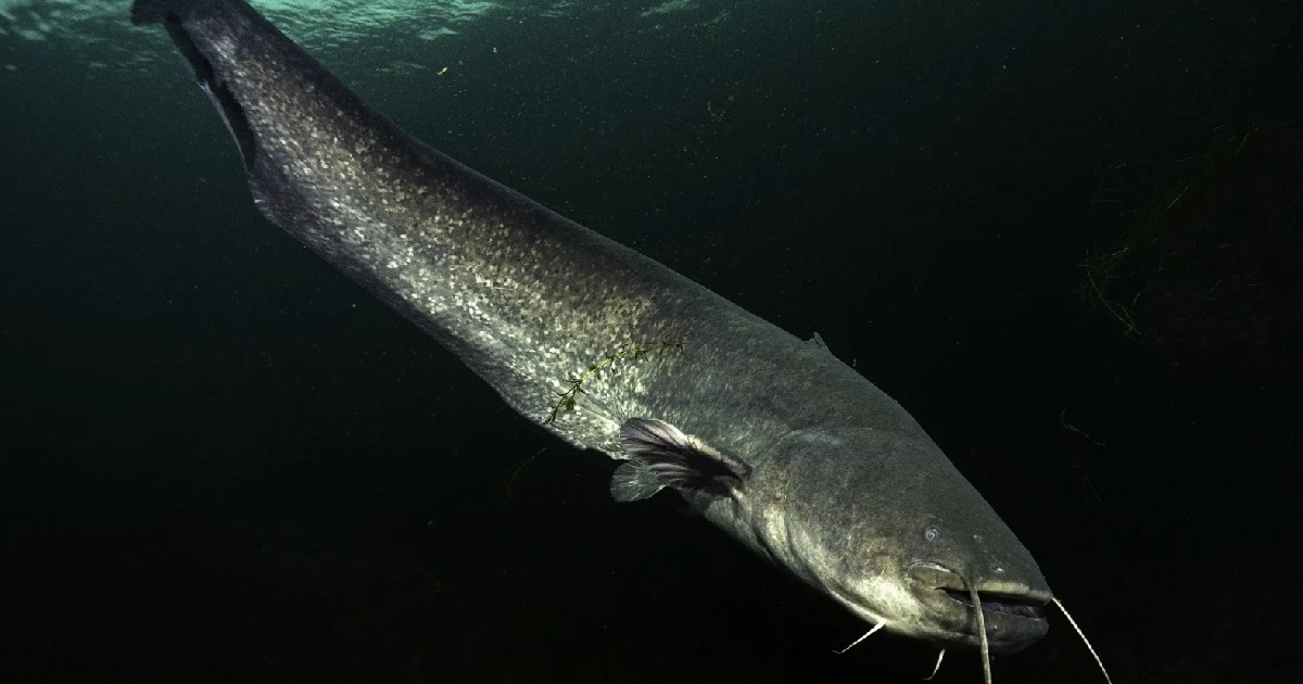 Top 10 Largest Catfish Species in the World : Giants of Freshwater