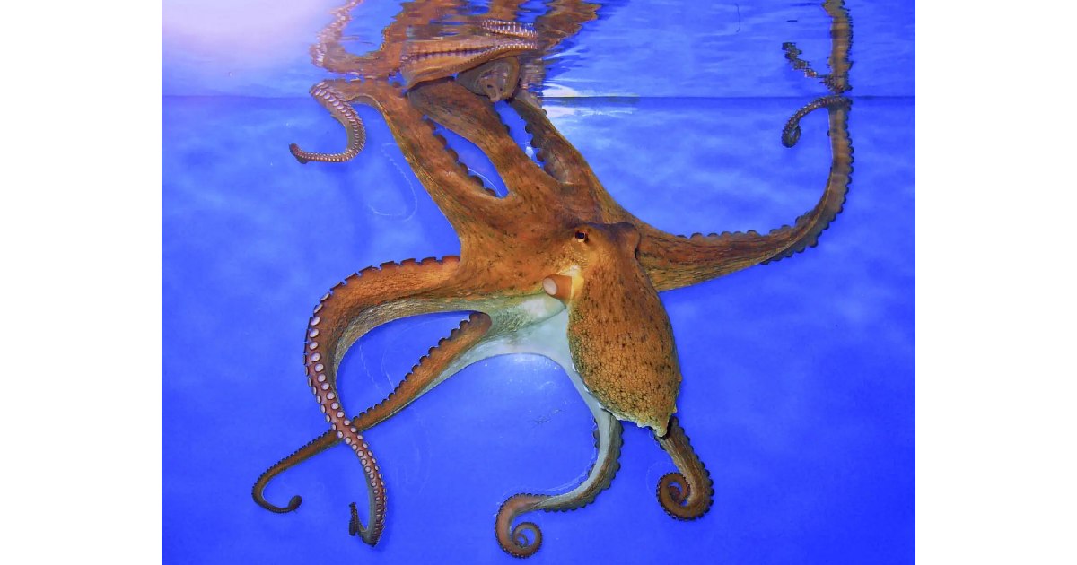 Common Octopus (Octopus vulgaris) - largest octopus species in the world