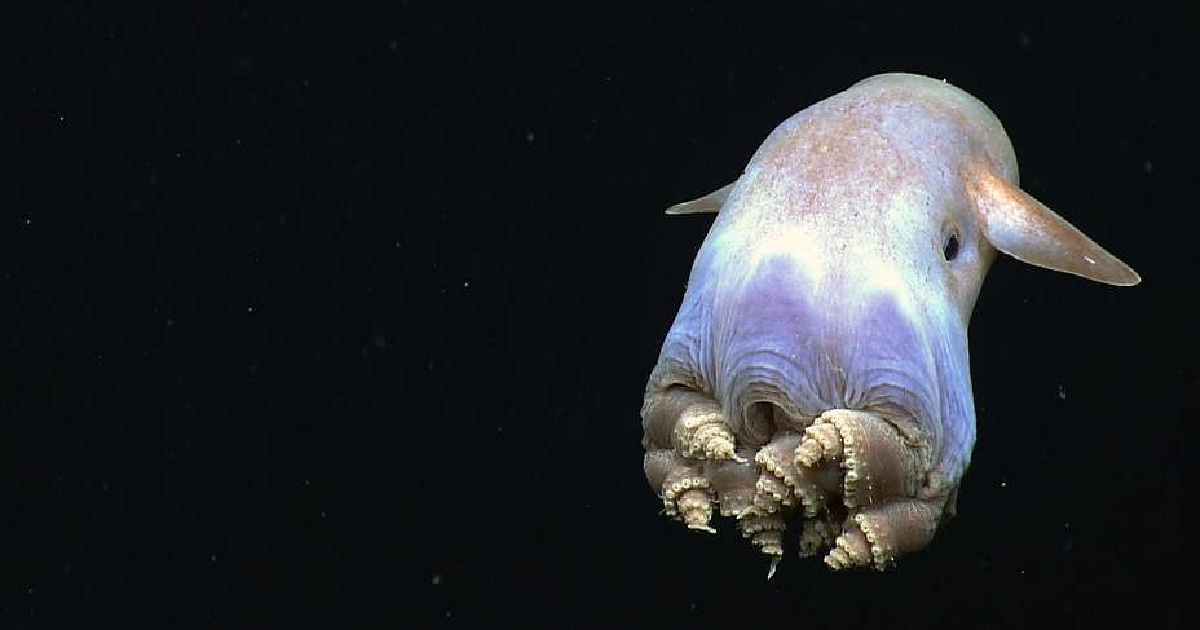 Dumbo Octopus (Grimpoteuthis) - largest octopus species in the world