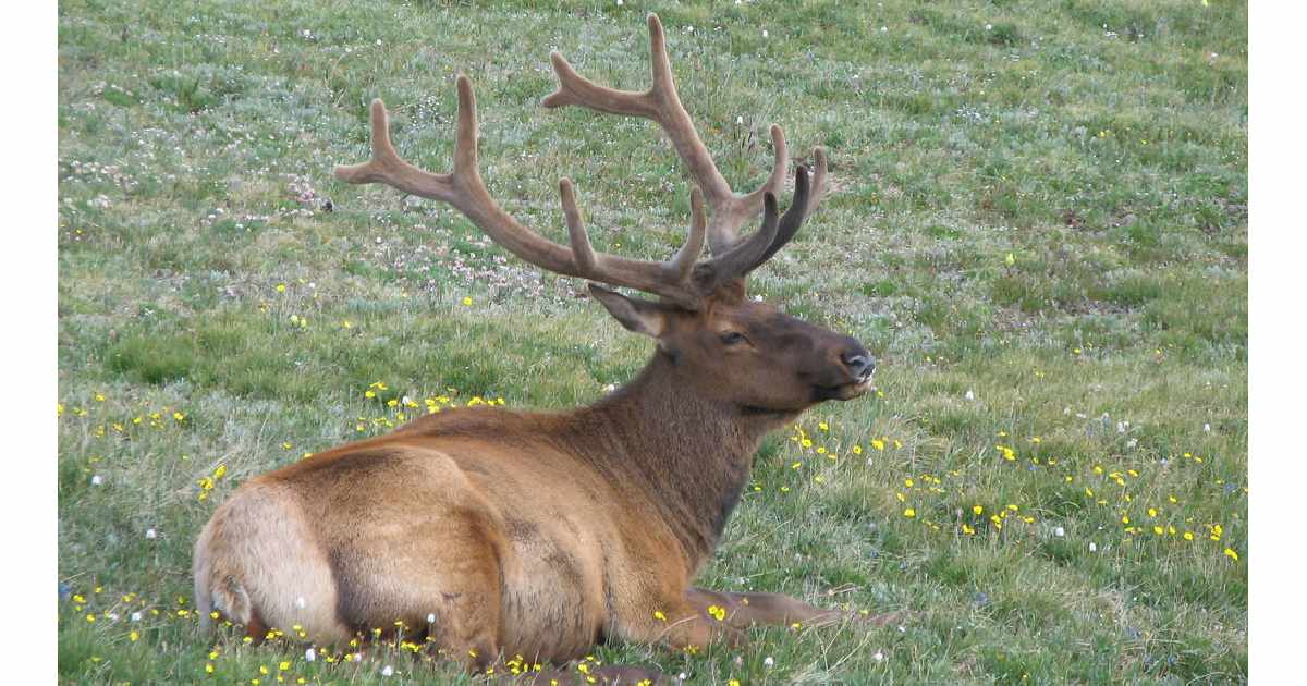 Elk (Cervus canadensis) - largest deer species