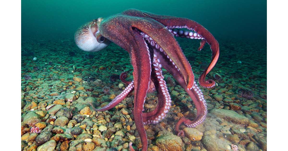 Frilled Giant Pacific Octopus (Enteroctopus dofleini) - largest octopus species in the world