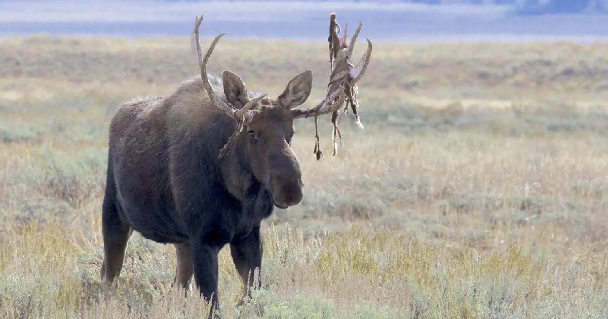 Moose (Alces alces) - largest deer species