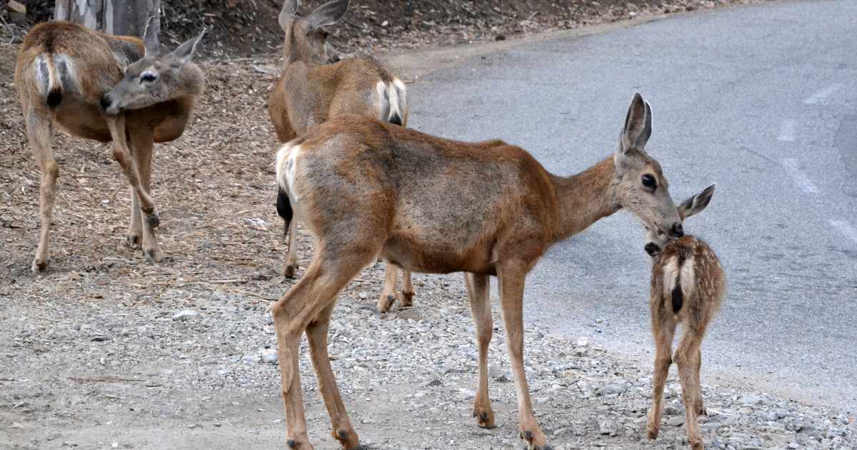 Mule Deer (Odocoileus hemionus) - largest deer species