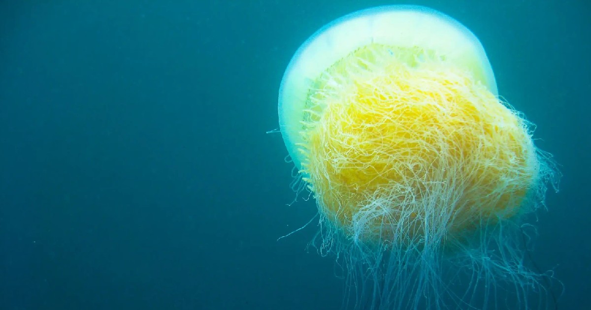 Nomura’s Jellyfish - largest jellyfishes in the world