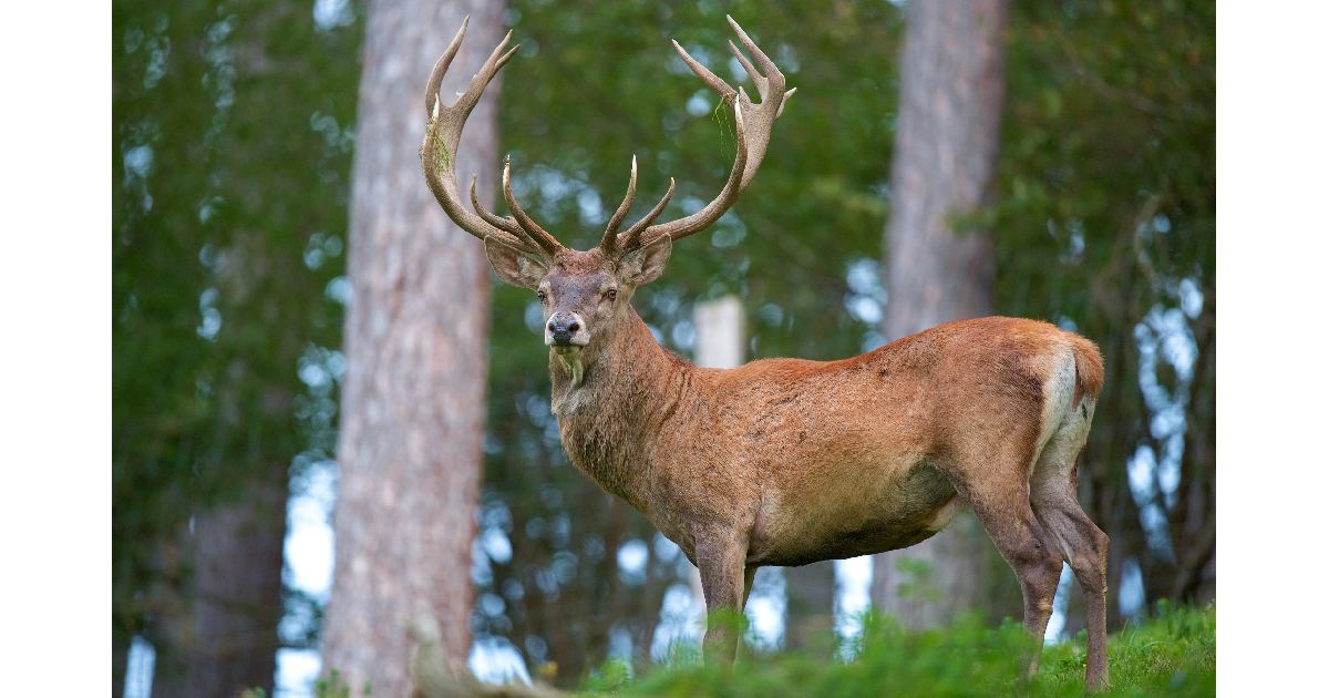 Red Deer (Cervus elaphus) - largest deer species