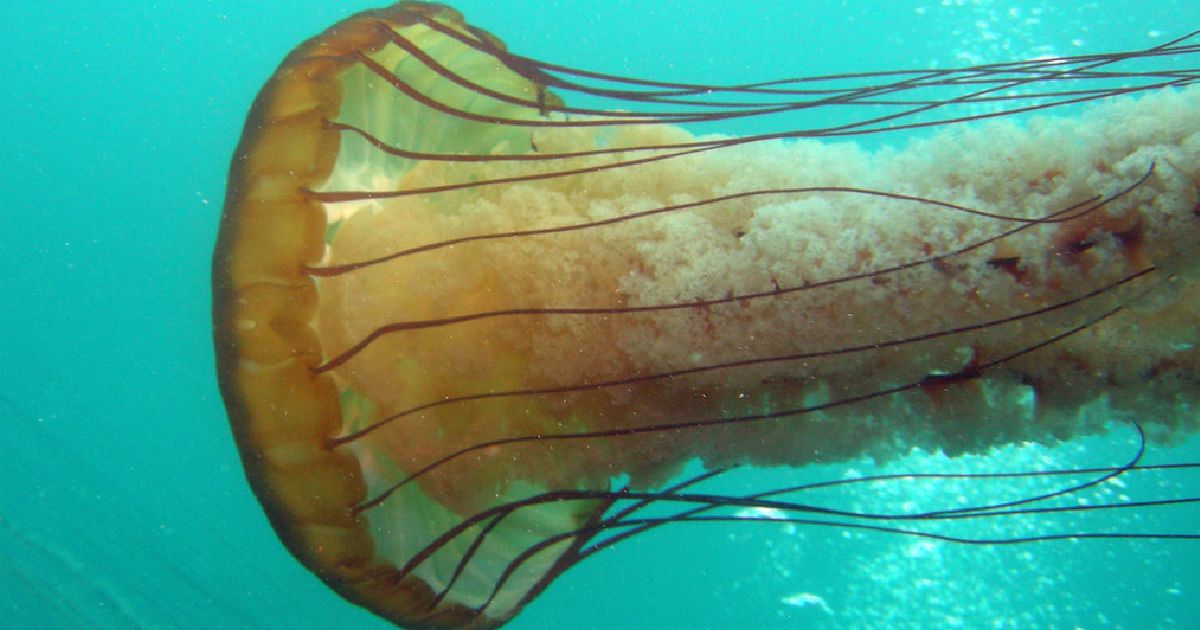 Sea Nettle - largest jellyfishes in the world