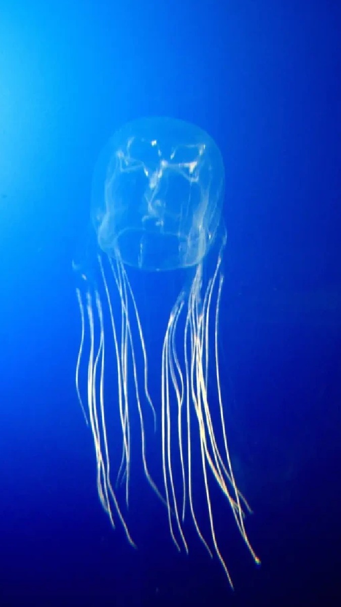 Sea Wasp - largest jellyfishes in the world