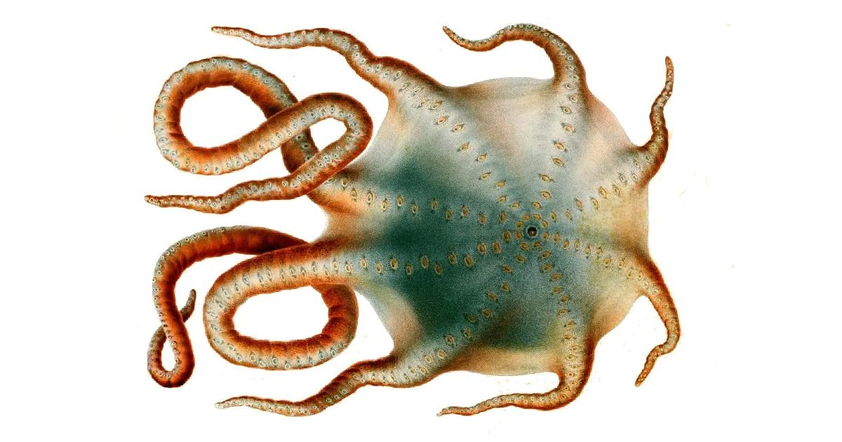 Seven-Arm Octopus (Haliphron atlanticus) - largest octopus species in the world