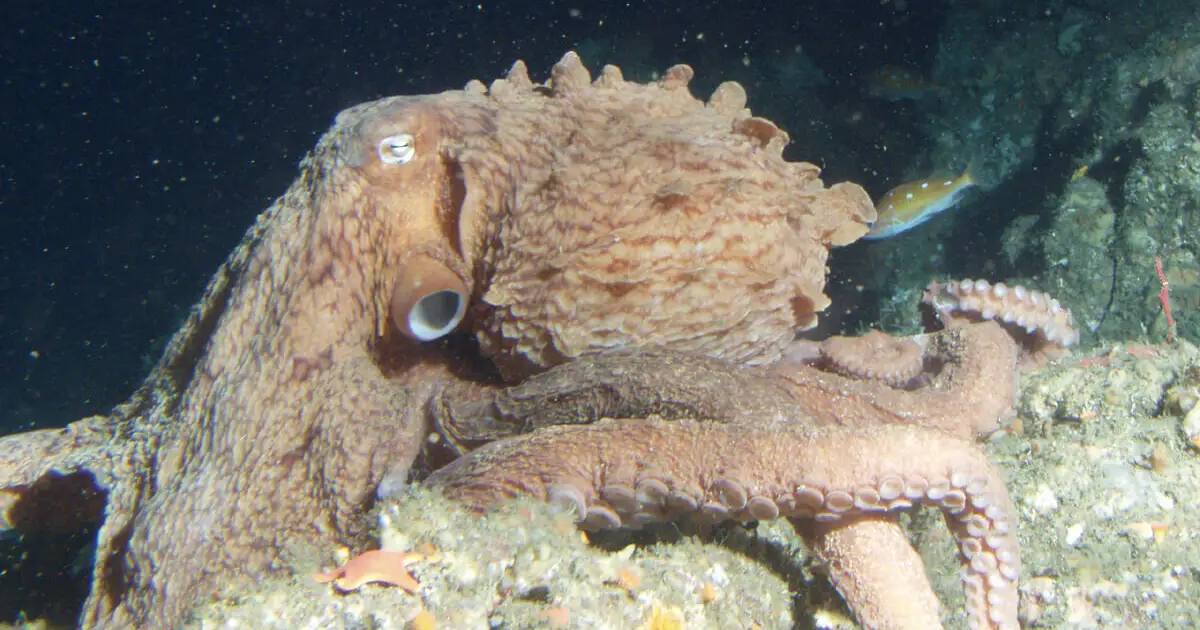 Southern Giant Octopus (Enteroctopus magnificus) - largest octopus species in the world