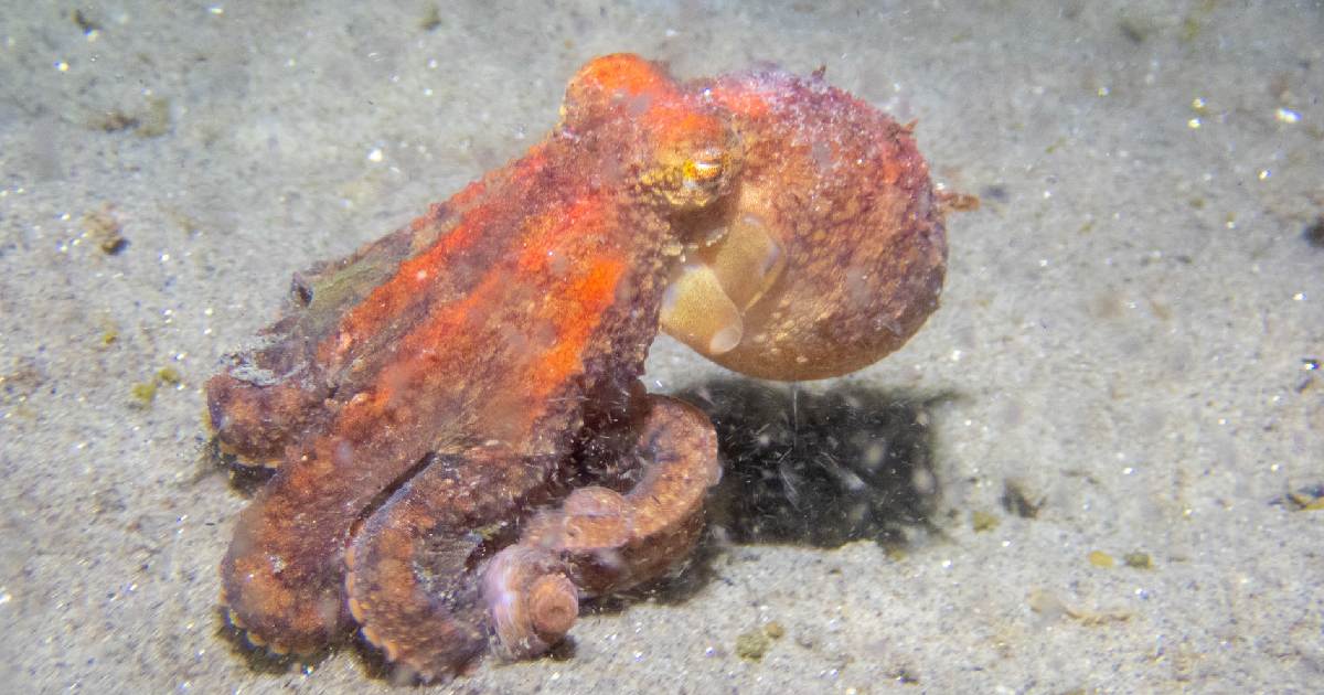 Southern Red Octopus (Octopus rubescens) - largest octopus species in the world